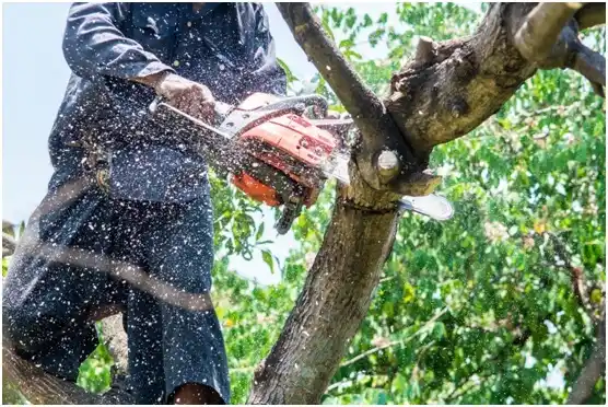 tree services Barron